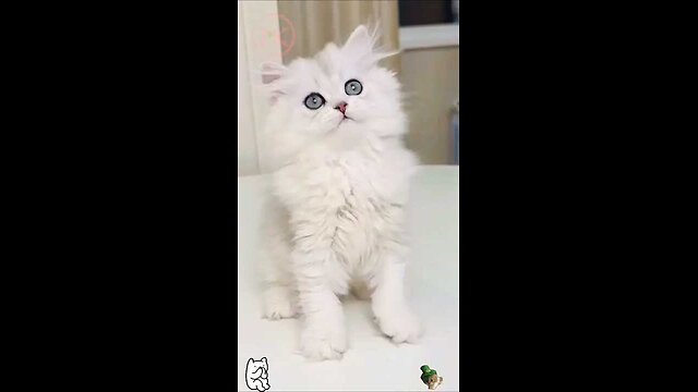 Cute little kitten 🤩🫣🤩 #shorts