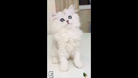 Cute little kitten 🤩🫣🤩 #shorts