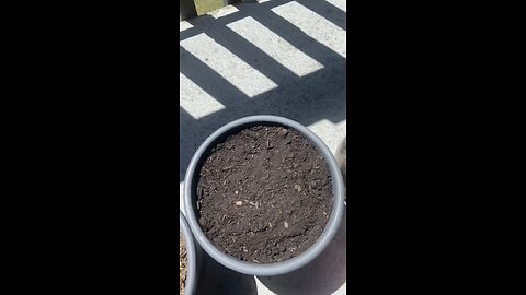 Quick Update: Cucumbers Have Sprouted!