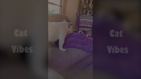 Funny Cat PART 5