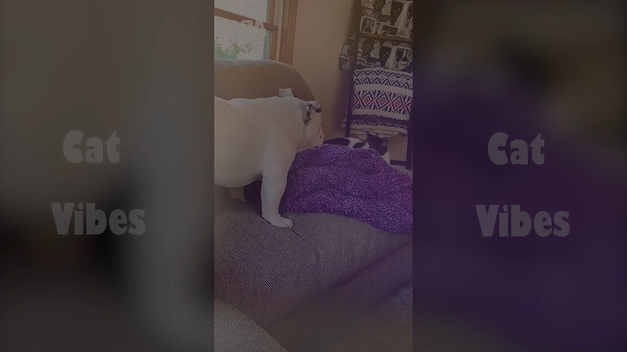 Funny Cat PART 5