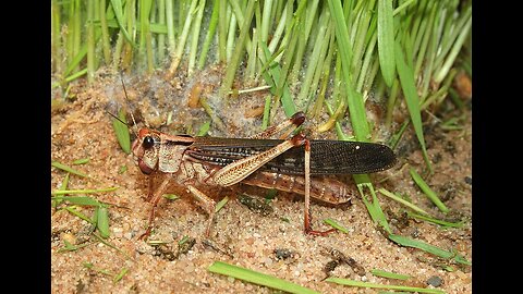 Locusts
