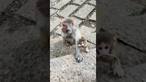 A monkey mother and child are learning to eat cowpeas