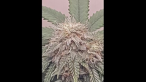 Mimosa Cake week 12 day 1