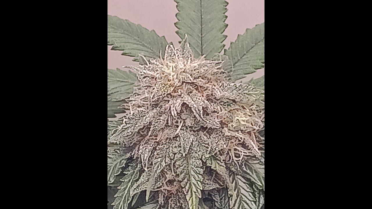 Mimosa Cake week 12 day 1