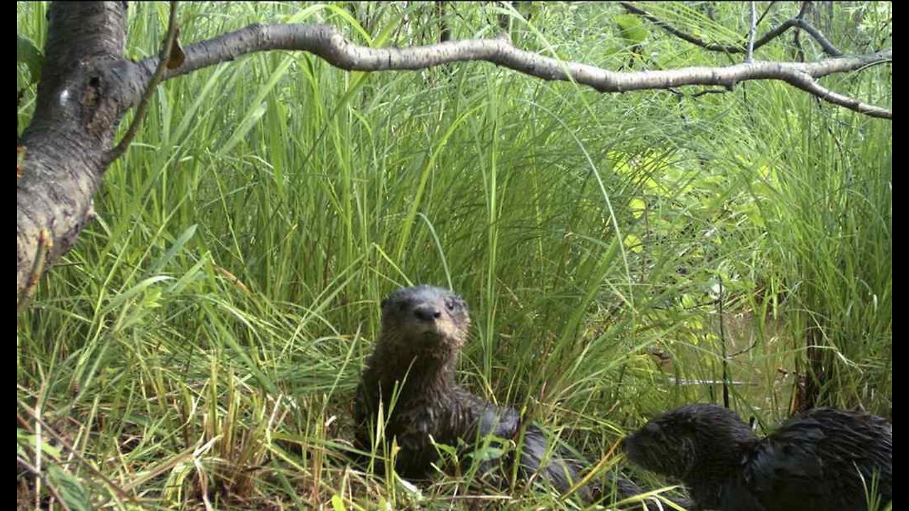 Now Here's a Story You Otter Read