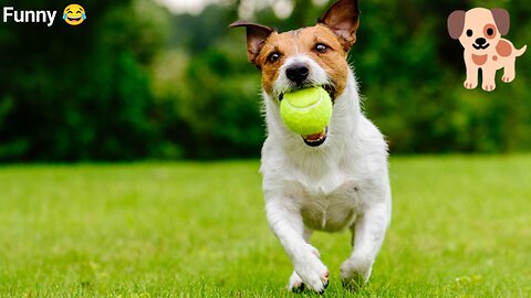Dog's enjoy 😀😀😀