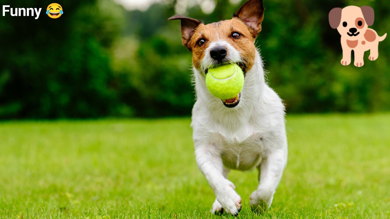 Dog's enjoy 😀😀😀
