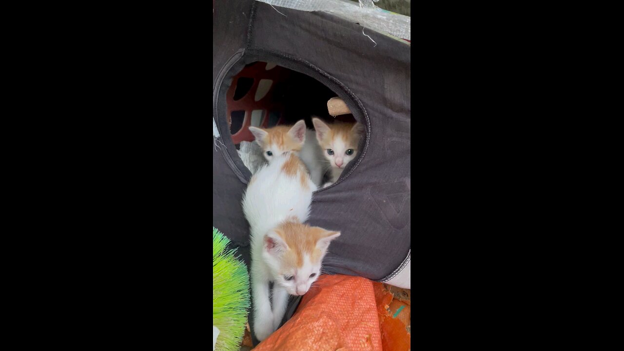 my new puppy