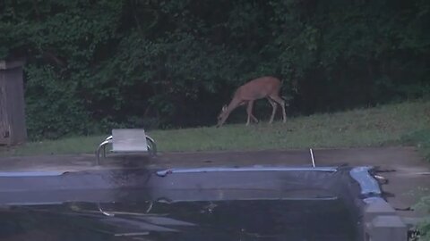Deer in the backyard