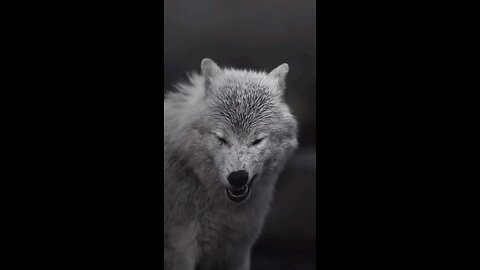 white Beautiful ❤️ wolf viral on internet must watch these video