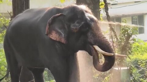 മനുഷ്യരെ ശത്രുവായി കണ്ടിരുന്ന ആന ഇപ്പോൾ മനുഷ്യരുടെ കാവലാകുന്നു _ Wild elephant attack kerala