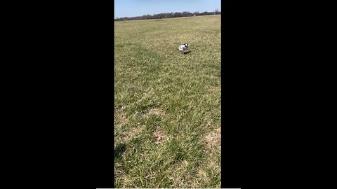 ECOFETCH Stick Baton Princess