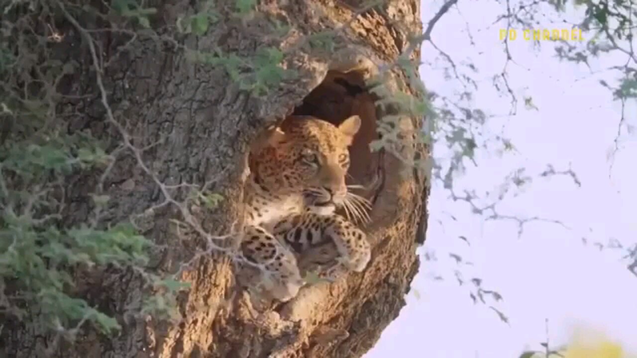 funny animal videos