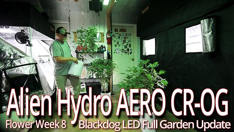 Alien Hydro Aero CROG Week 8, Blackdog LED Full Garden Update