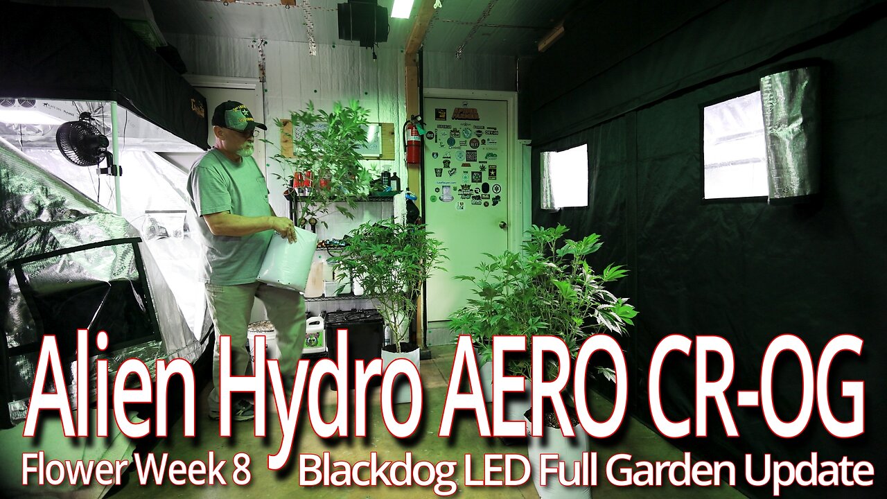 Alien Hydro Aero CROG Week 8, Blackdog LED Full Garden Update