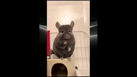 Animal Antics: Cute Moments