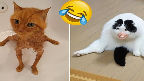 Funny animal videos 2025 - Funny cats/dogs - Funny animals -Part1/ViralPetClips