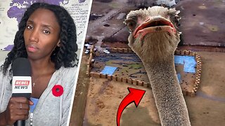 Humane or Horror? Whistleblower calls CFIA ostrich cull 'barbaric' and 'inhumane'