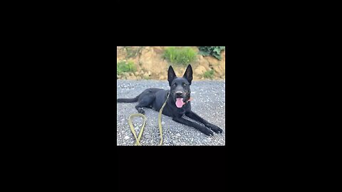 Where are they now: Fortress K9’s in real homes