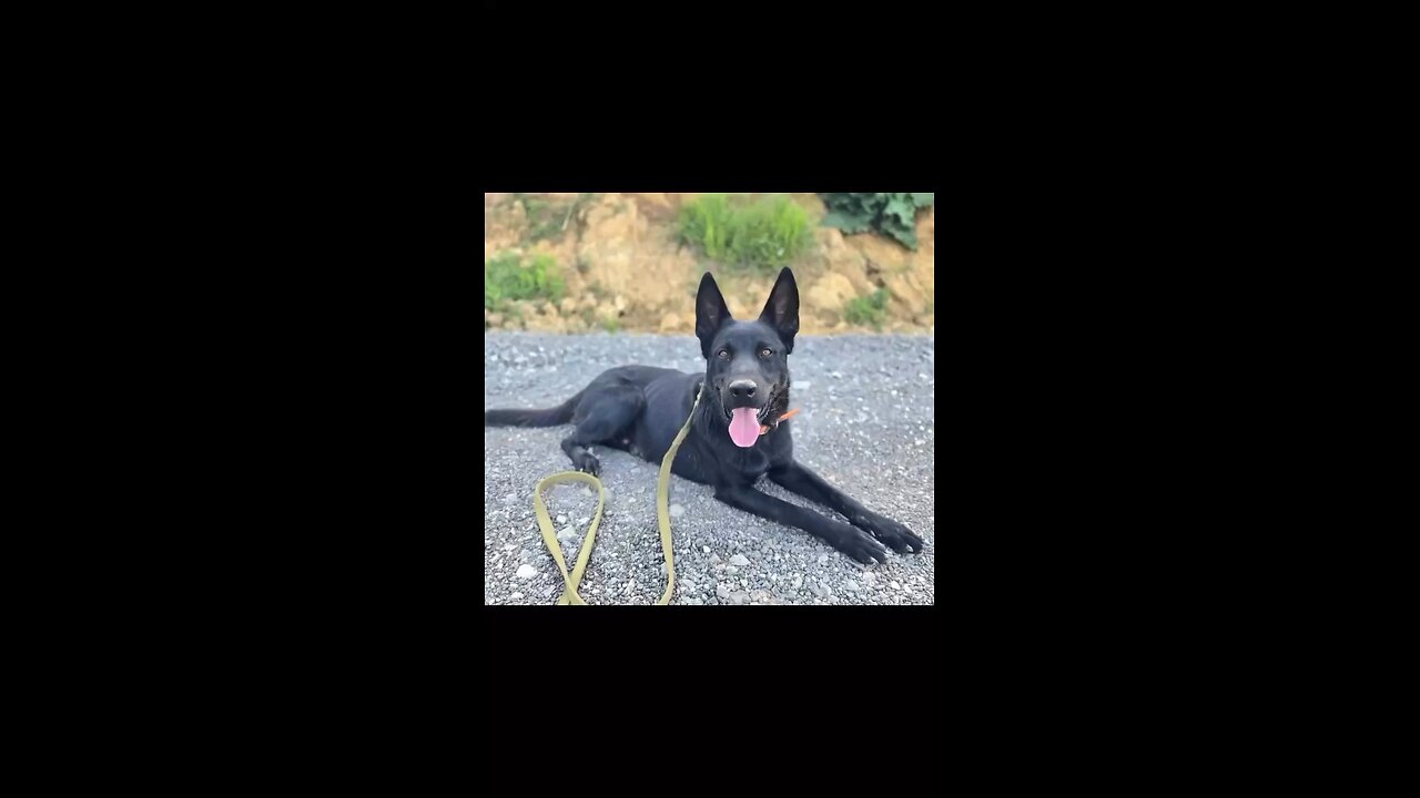 Where are they now: Fortress K9’s in real homes