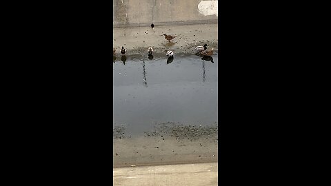 Mallard Ducks 🦆 #mallardducks #shorts #ducks #duck #followme #trending