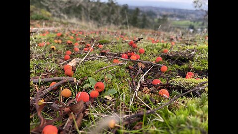 The Living Patterns are the Law