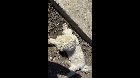 Blind Bichon Frise Puppy and His Big Family | Dogs, Geese, Chickens & Chicks
