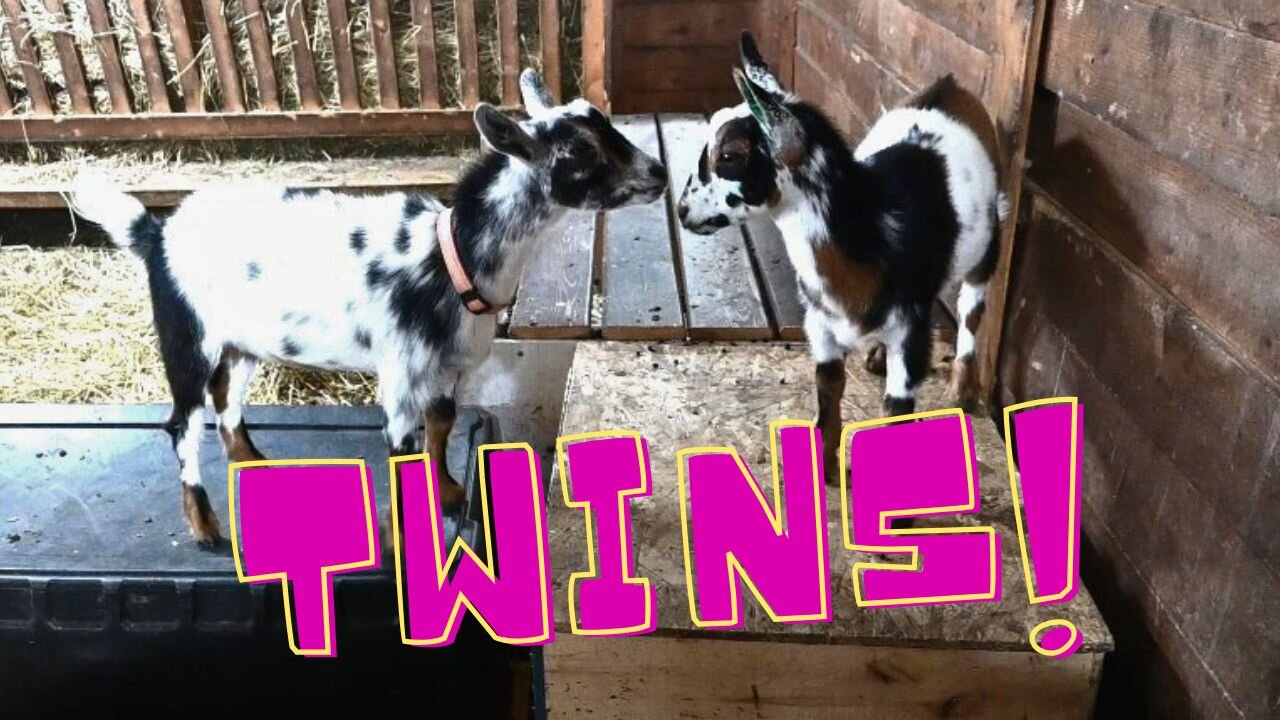 MEET Our New BABY Goat!
