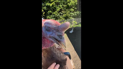 Burping our turkey Tommy Boy