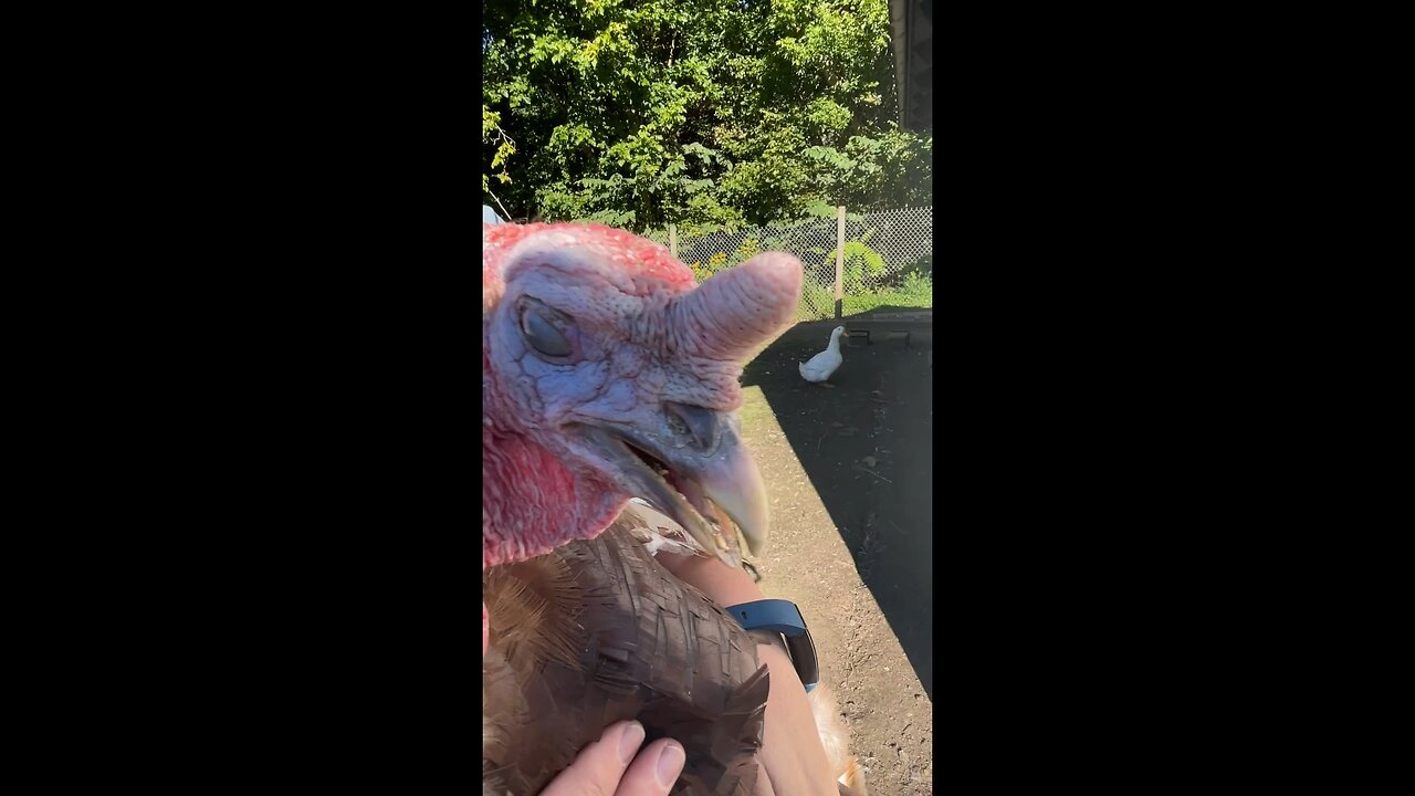 Burping our turkey Tommy Boy