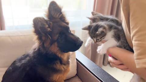 German Shepherd Confused by Meeting with Tiny Kittens