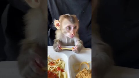 No worries, just smiles—lessons from an adorable baby monkey! 🐵💕