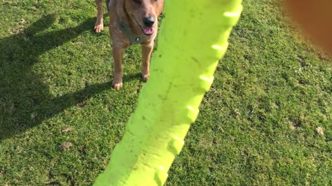 hoop chase 29082390842309