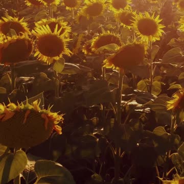Above a Field of Sunflowers 🌻🌅 | Sounds of Nature