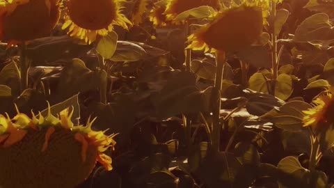 Above a Field of Sunflowers 🌻🌅 | Sounds of Nature