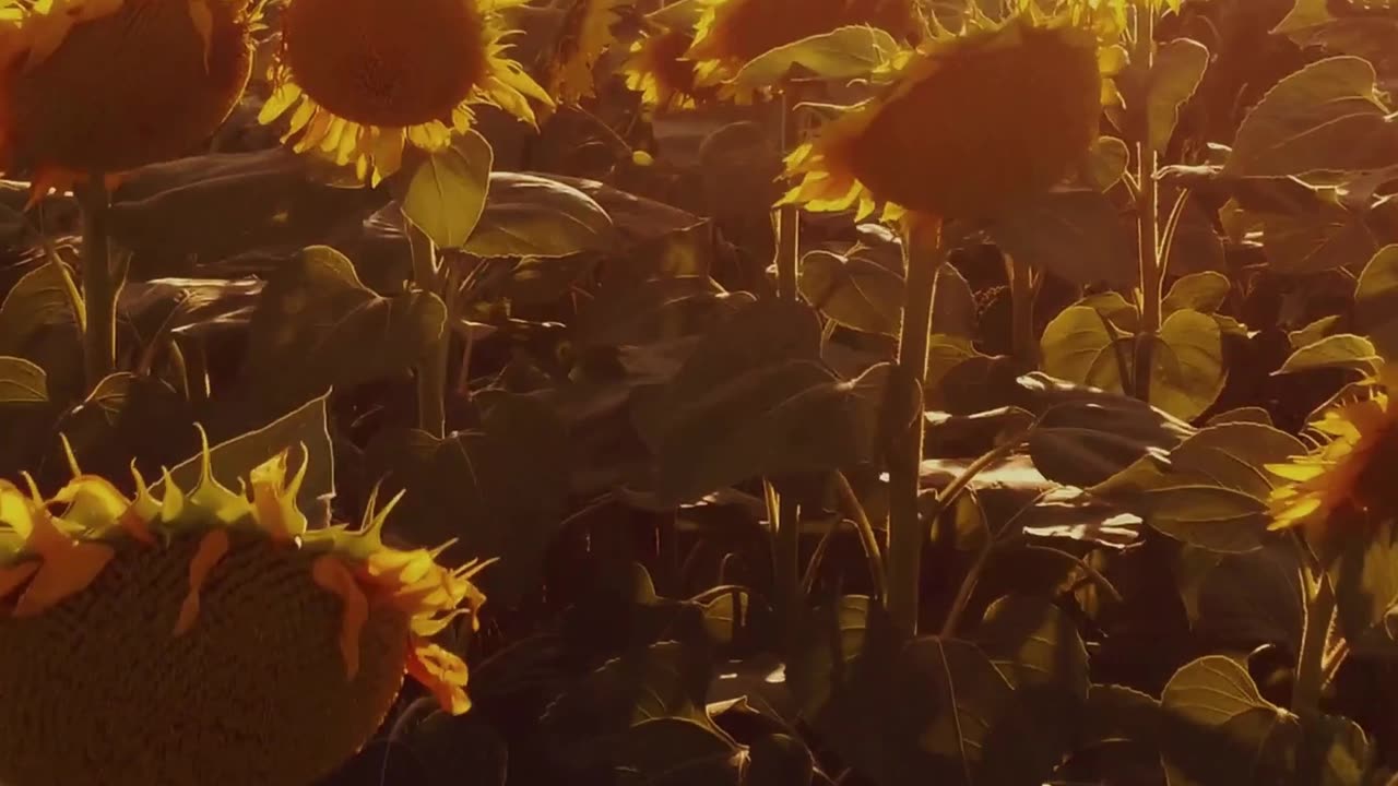 Above a Field of Sunflowers 🌻🌅 | Sounds of Nature