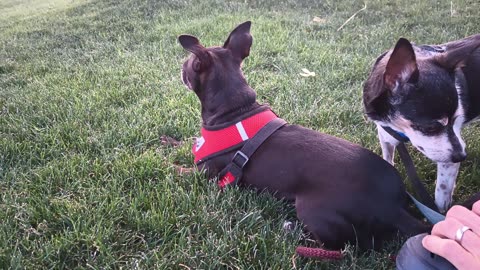 Villanova ChaCha Paco rest in grass area & Paco's head honcho, monitors & under threshold20250714404