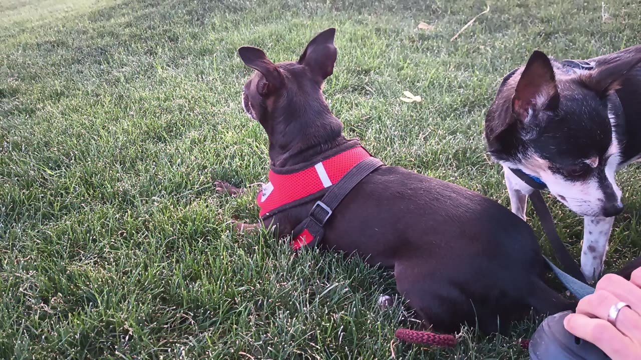 Villanova ChaCha Paco rest in grass area & Paco's head honcho, monitors & under threshold20250714404
