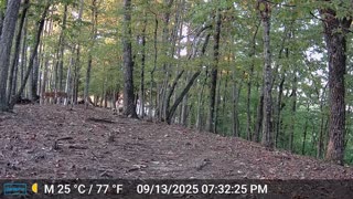 The Woods – 09/14/2025