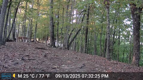 The Woods – 09/14/2025