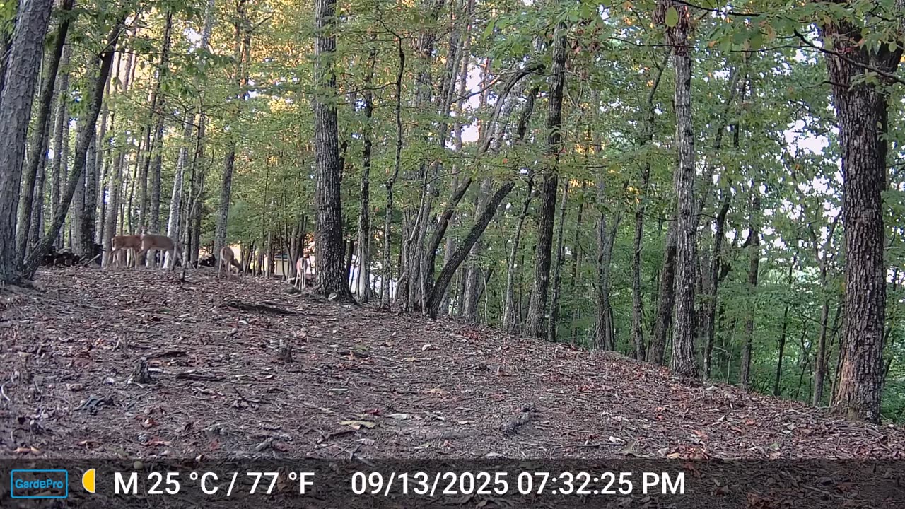The Woods – 09/14/2025