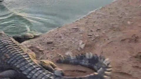 The crocodile is afraid of the shovel.