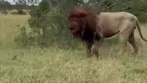 Viral: Shocking Lion After Intense Battle