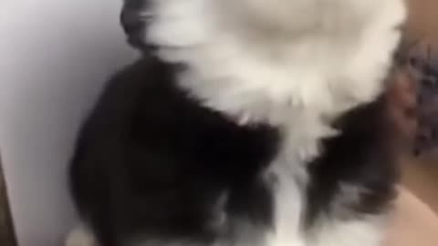 baby husky howling cute