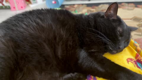 Cute Precious Piper is So Peaceful on My Lap - My Adopted Shelter Cat Vlog