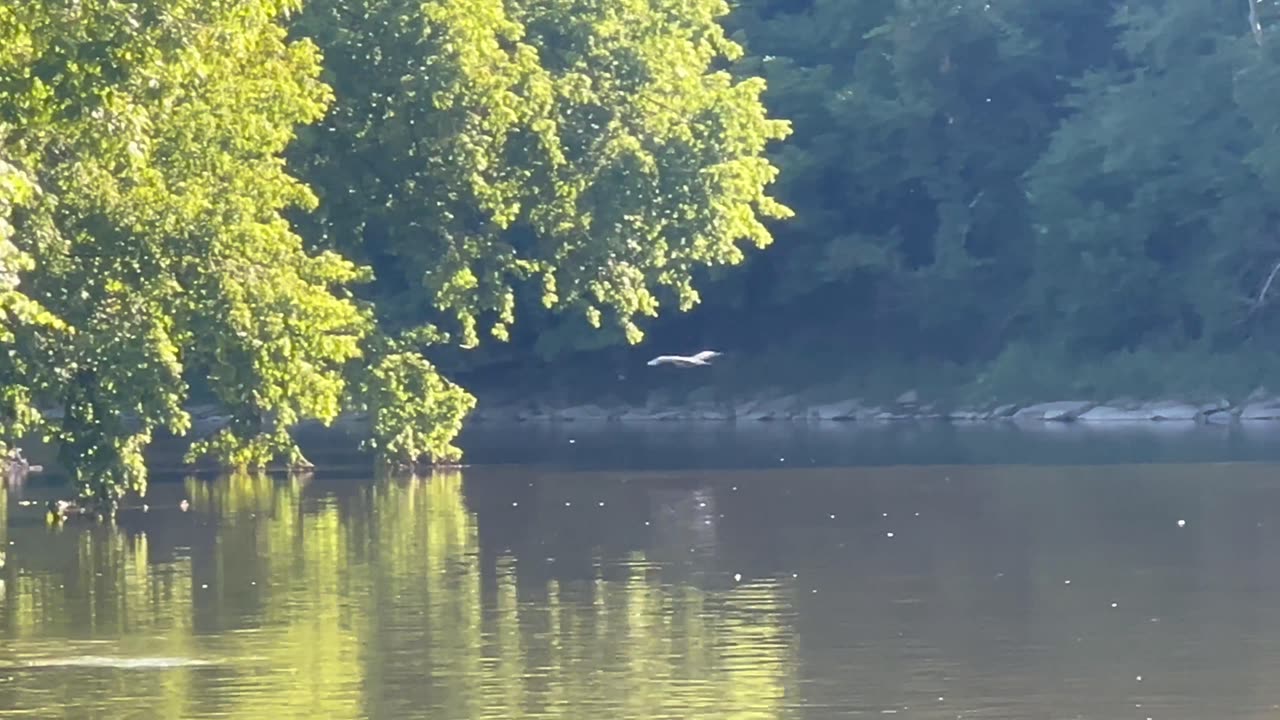 Great Blue Heron overlooking the Humber River