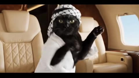 Booboos out to Dubai 🐪🏜️🐈‍⬛