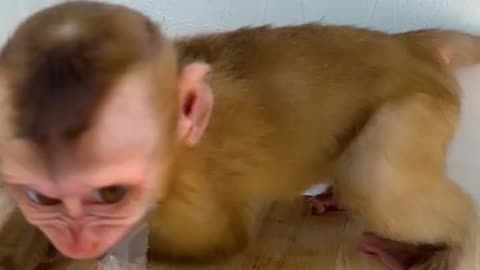 cute little monkey