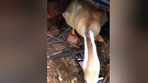 Funny Animal Video Part 1